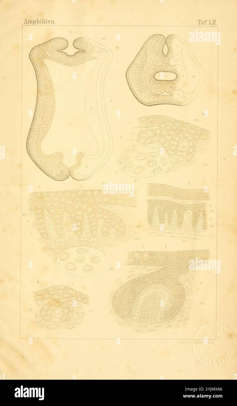 Die Abbildung zeigt eine Reihe detaillierter wissenschaftlicher Zeichnungen zu Amphibien, die verschiedene anatomische Strukturen zeigen. Der obere Abschnitt zeigt zwei unterschiedliche Formen, die wahrscheinlich unterschiedliche Organsysteme oder äußere Merkmale darstellen. Im Folgenden zeigen mehrere Abschnitte komplizierte Muster und Texturen, die möglicherweise Haut- oder Schleimhautschichten darstellen. Jede Zeichnung ist methodisch mit numerischen Beschriftungen versehen, was auf einen systematischen Ansatz zur Klassifizierung hindeutet. Die Gesamtkomposition betont die Komplexität und Vielfalt der amphibischen Anatomie und lädt zu weiteren Studien und Untersuchungen ein Stockfoto