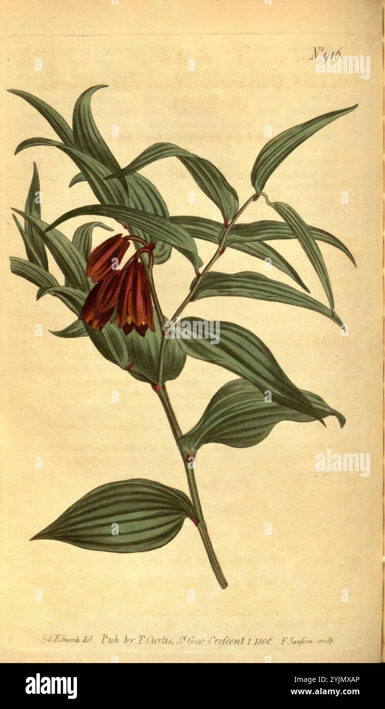 Die Illustration zeigt eine zarte Pflanze mit langen, schlanken Blättern, die eine Gruppe einzigartiger röhrenförmiger Blüten zeigt. Diese Blüten hängen anmutig am Stiel und zeigen einen satten, dunklen Farbton mit subtilen Akzenten, die ihre Form betonen. Die Blätter sind symmetrisch entlang des Stiels angeordnet, wobei ihre glatten Oberflächen einen Kontrast zu den komplizierten Details der Blüten bilden. Die Komposition wird mit einem nummerierten Etikett ergänzt, das ein Katalogisierungssystem andeutet, das dieser visuellen Darstellung der Schönheit der Natur einen botanischen Aspekt verleiht Stockfoto
