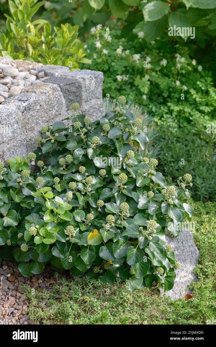 hedera helix watering Hedera Helix 'English Ivy' – Plant Studio LLC main image 1