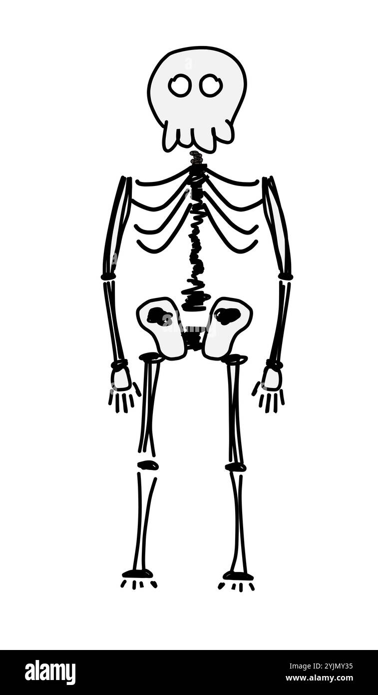 Abbildung: Handgezeichnetes Skelett. Diese Illustration zeigt ein stilisiertes, schlichtes Skelett mit verspieltem Design, perfekt für Bildungszwecke. Stock Vektor