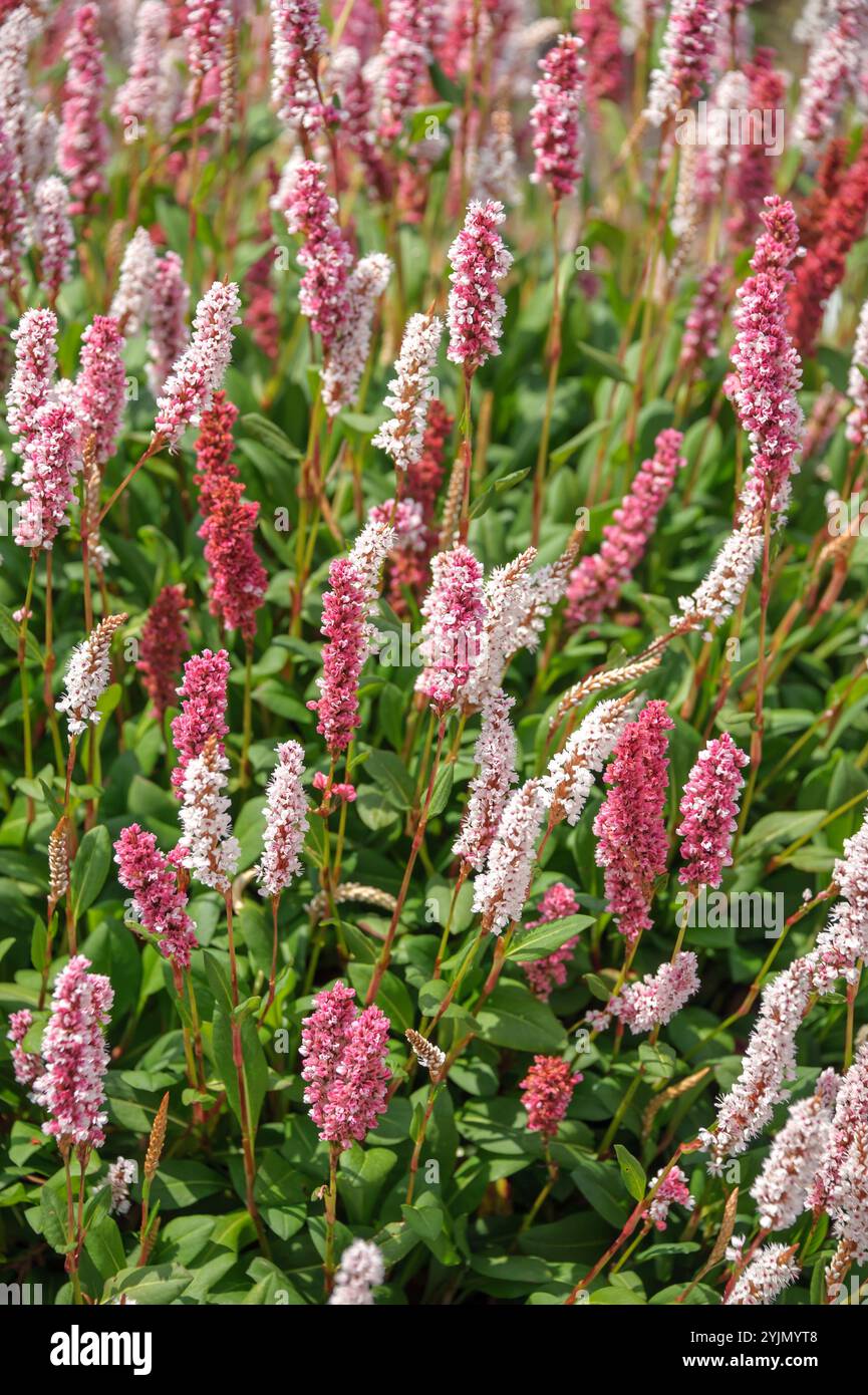 Teppichknöterich, Persicaria affinis Superba, Teppichknotenweed, Persicaria affinis superba, Stockfoto