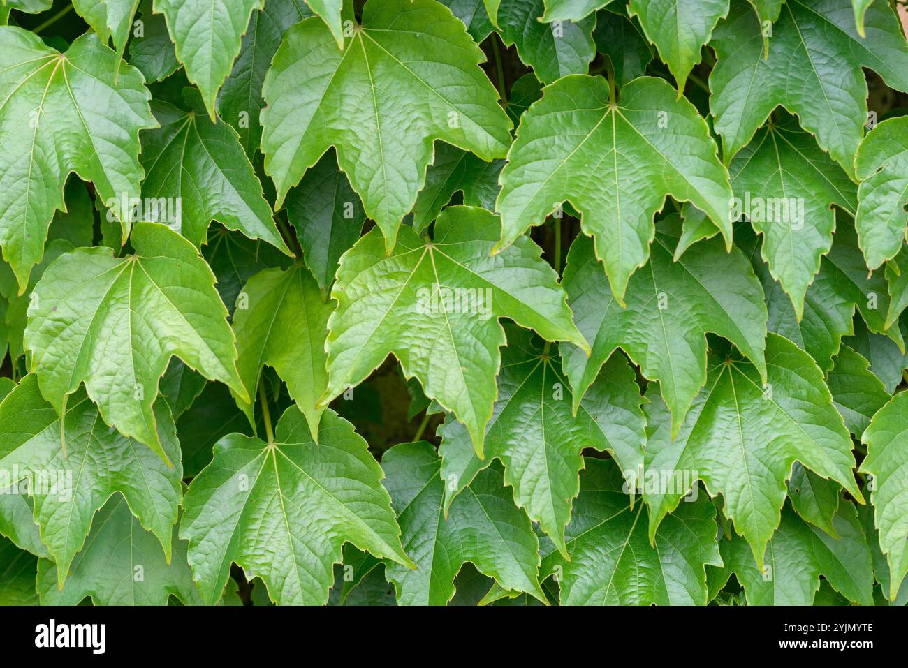 Selbstklimmender Wein, Parthenocissus tricuspidata Green Spring, Selbstkletterrebe Stockfoto