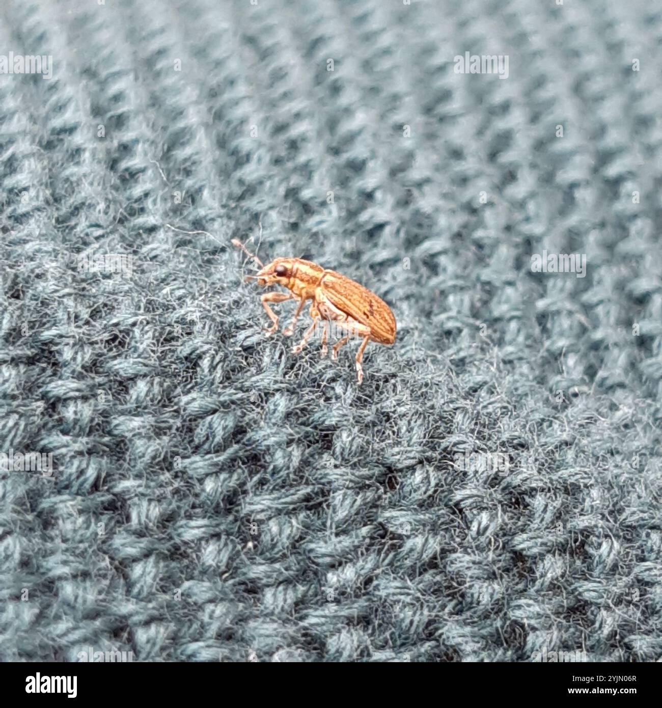 Pea Weevil (Sitona lineatus) Stockfoto