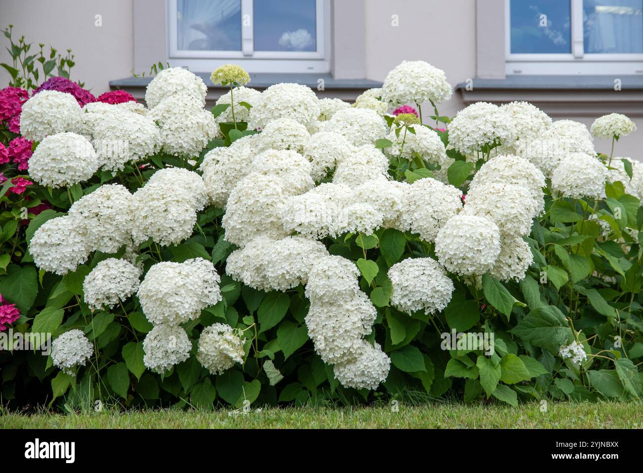 Schneeball-Hortensie, Hortensie arborescens Annabelle, Snowball Hortensie Stockfoto