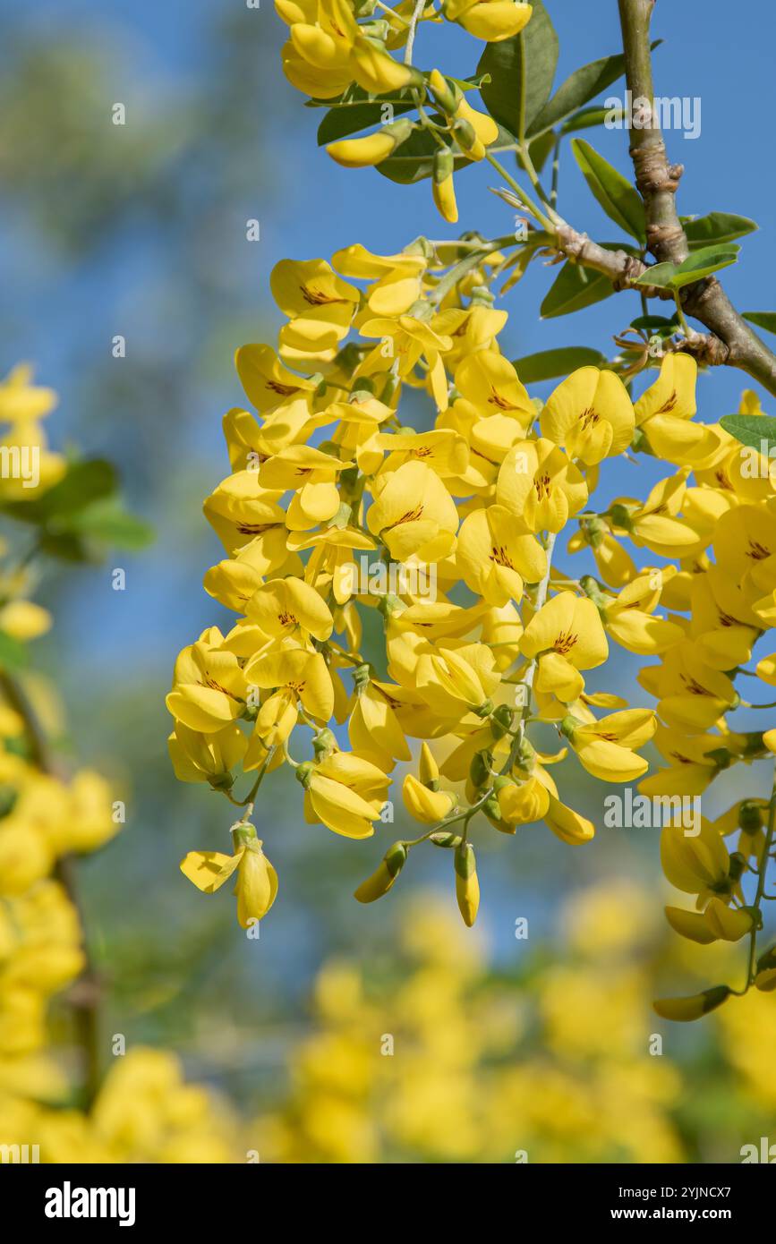 Goldregen, Laburnum anagyroides, Laburnum Stockfoto