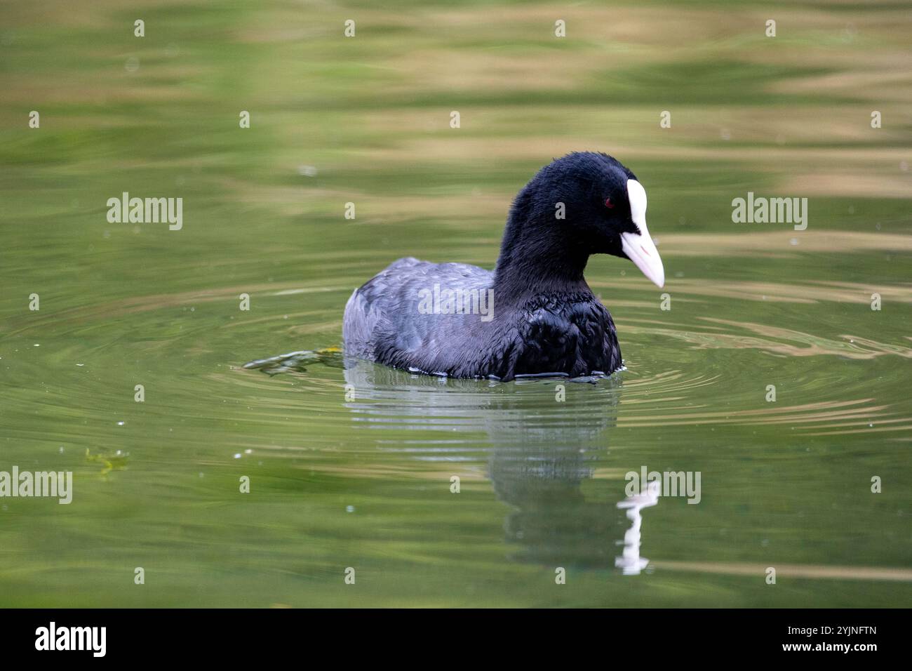 Wasservögel schwimmen auf einem See Stockfoto