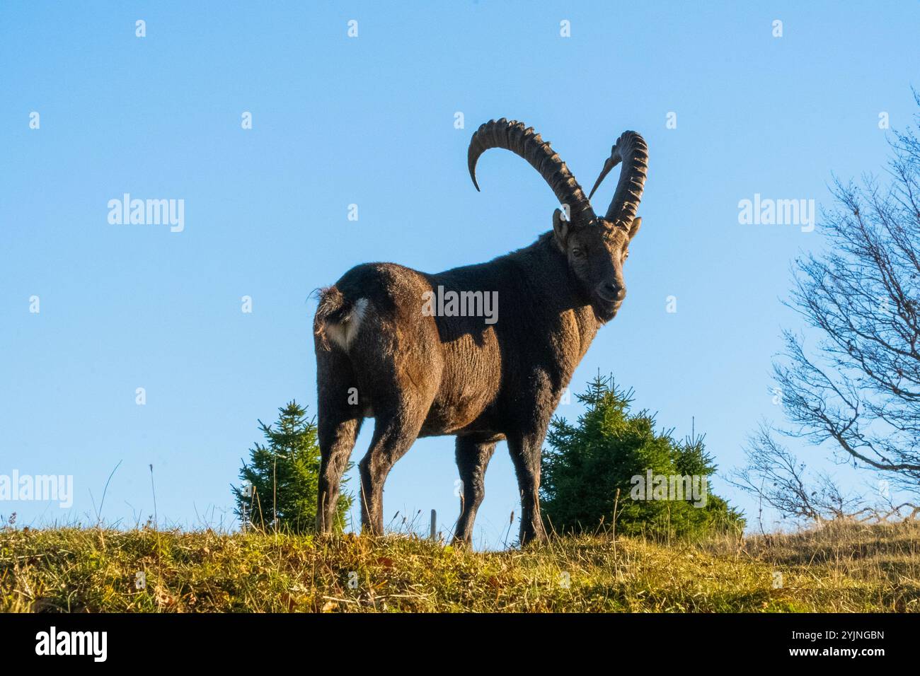 Nahaufnahme eines majestätischen Steinbocks in Creux-du-Van, der die Schönheit der alpinen Tierwelt in ihrem natürlichen Lebensraum einfängt Stockfoto