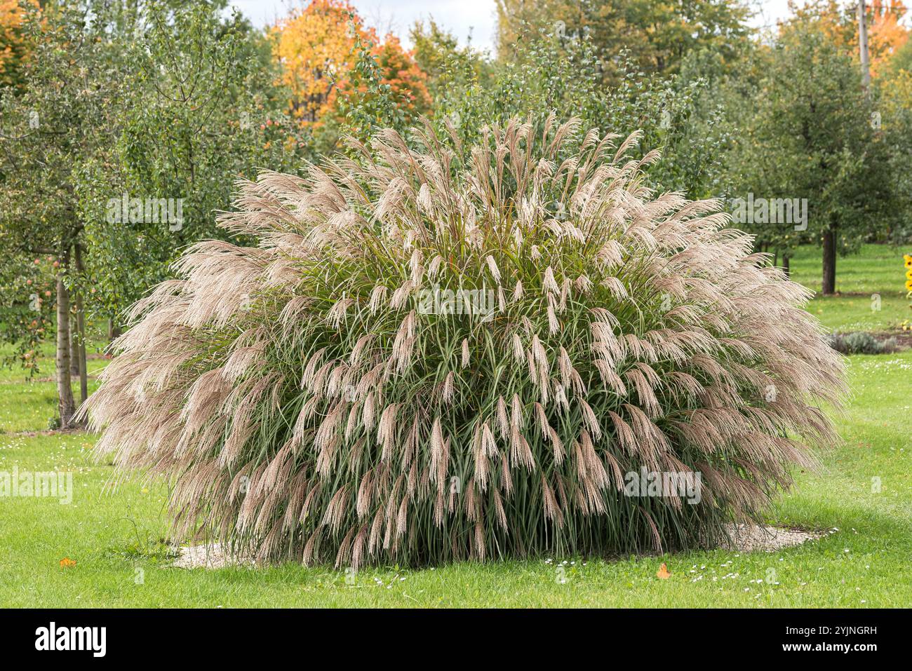 Chinaschilf, Miscanthus sinensis Bogenlampe, Chinesisches Schilf, Miscanthus sinensis Bogenlampe, Stockfoto
