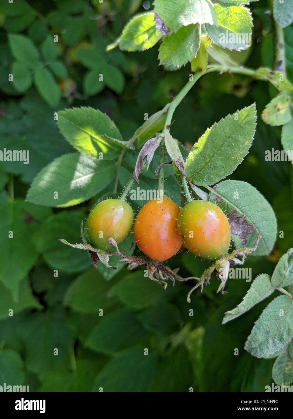 Scharfe Frotrose (Rosa tomentosa) Stockfoto