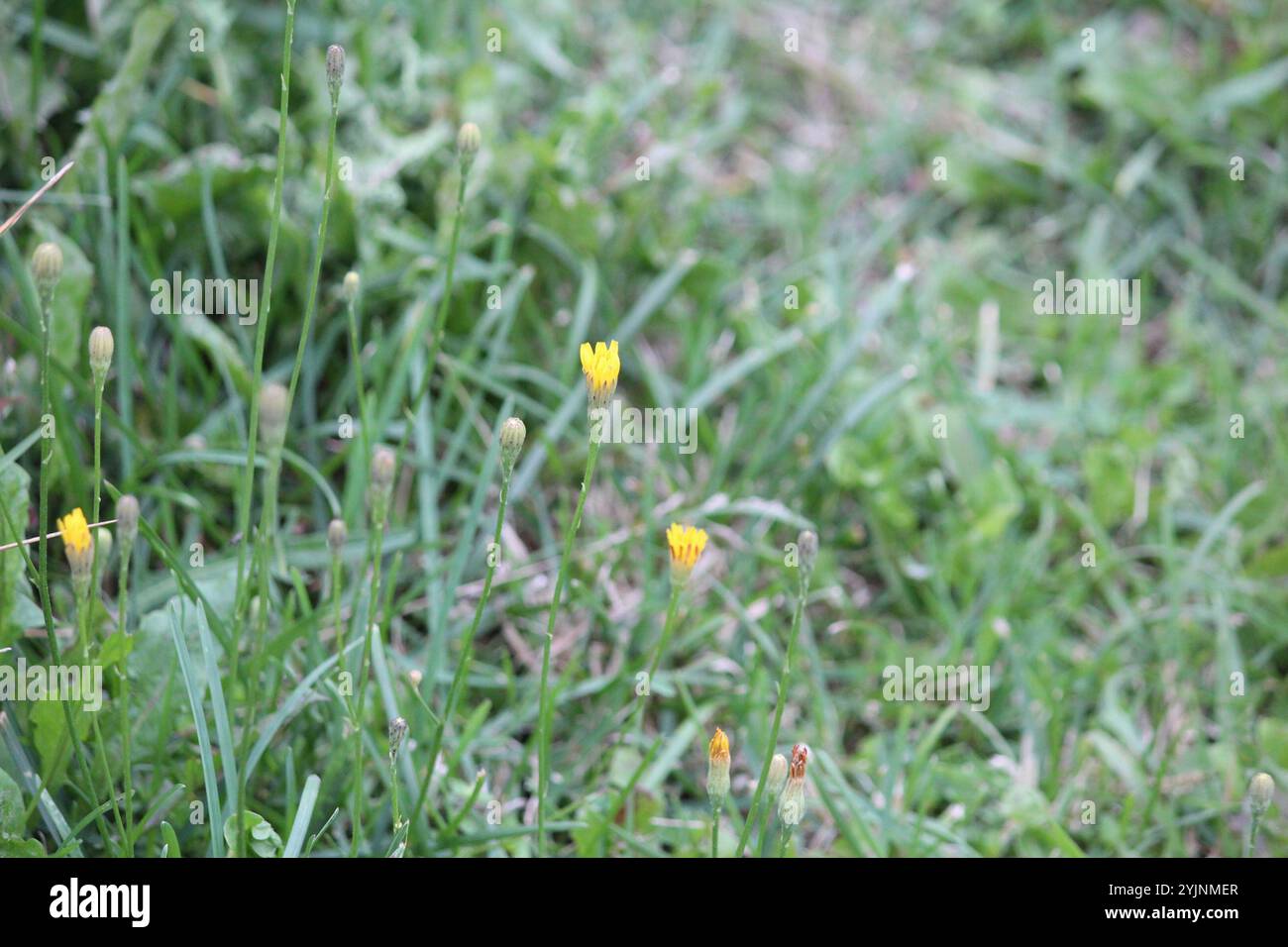 Herbst Hawkbit (Scorzoneroides Autumnalis) Stockfoto