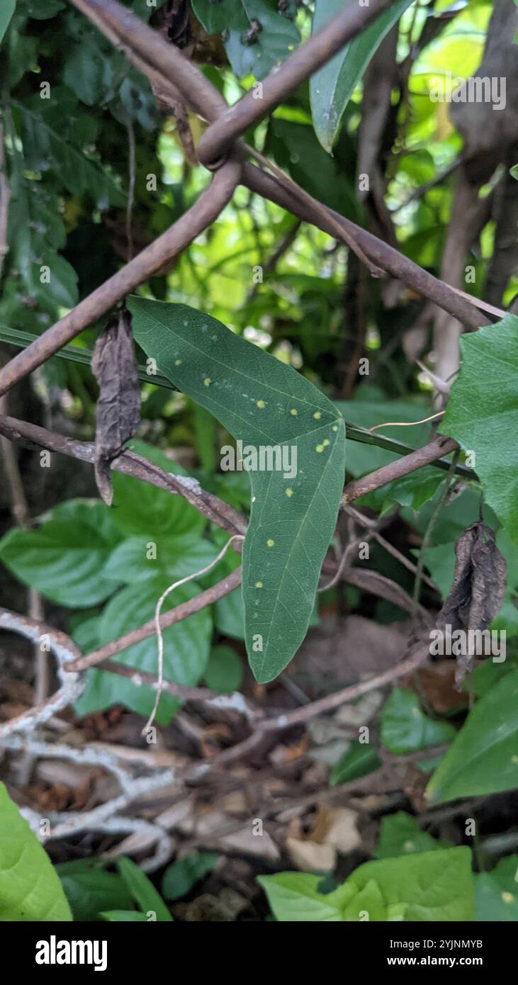 Doppelblume Passionsblume (Passiflora biflora) Stockfoto