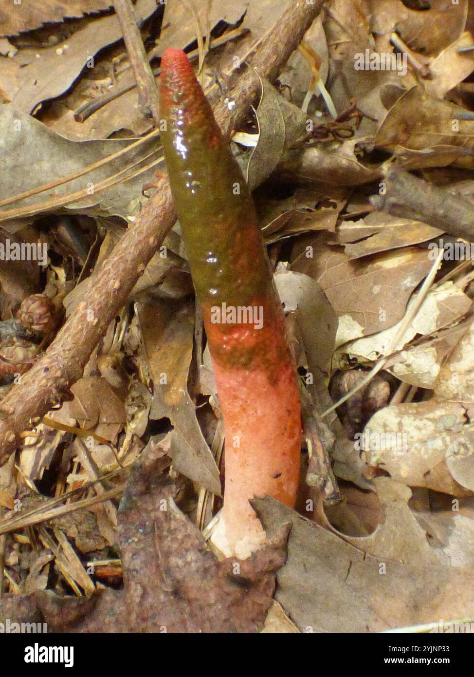 Teufelsmessstab (Mutinus elegans) Stockfoto