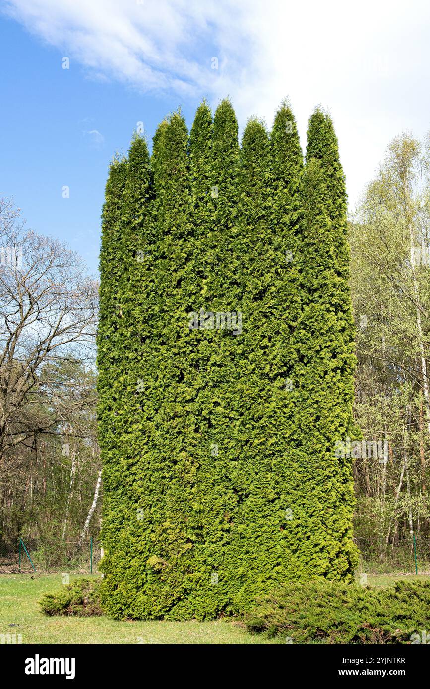 sansevieria seeds Green Snake Sansevieria Seeds for Planting  Heirloom, Non-GMO, High G   Earthechoseeds