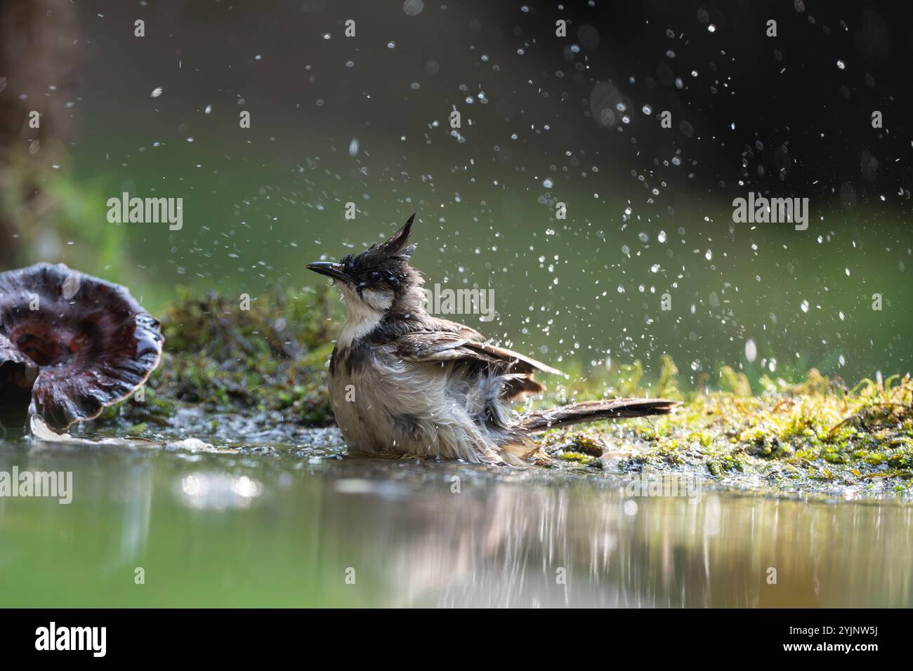 Der rot belüftete Bulbul gehört zur Bulbul-Familie der Passanten. Sie ist ein ansässiger Züchter auf dem indischen Subkontinent. Stockfoto