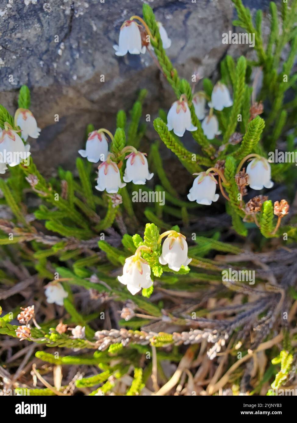 westliches Moos-Heidekraut (Cassiope mertensiana) Stockfoto