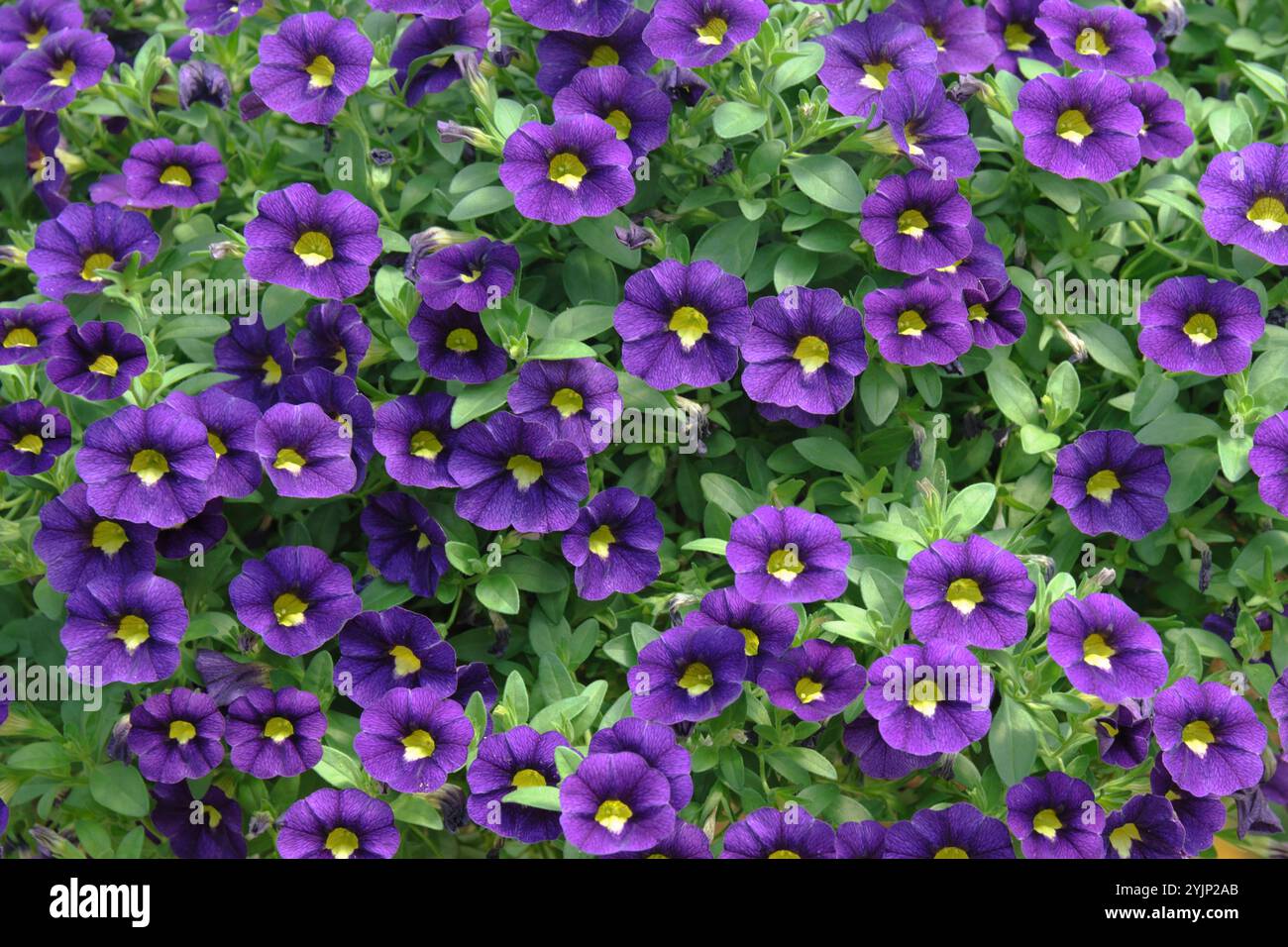 Zaubergloeckchen, Calibrachoa FEIER Samtblau, Zauberglocken Stockfoto