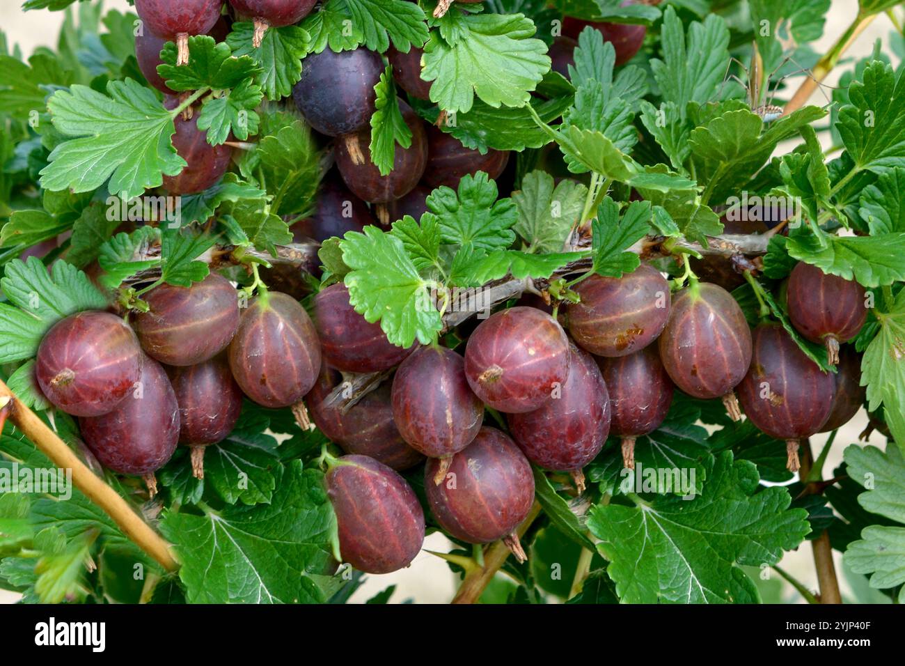 Stachelbeere, Ribes uva-crispa HINNONMÄKI ROT, Stachelbeere, Ribes uva-crispa HINNONMÄKI ROT, Stockfoto