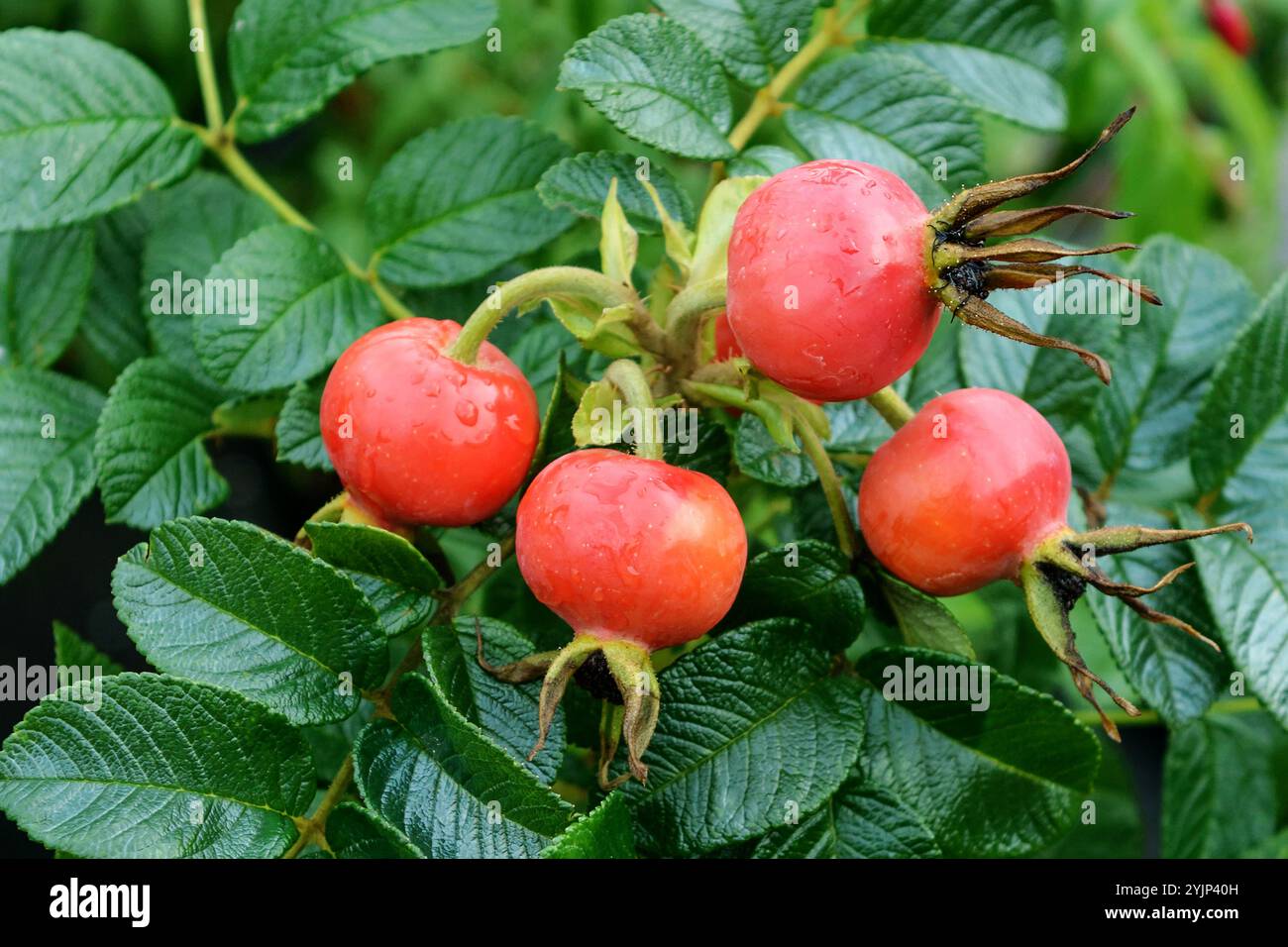 Kartoffel-Rose, Rosa rugosa, Kartoffelrose Stockfoto