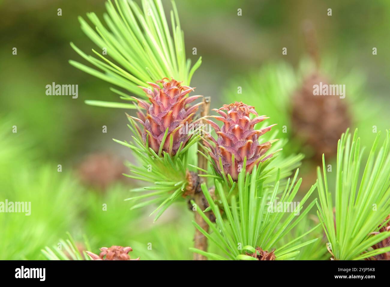Europaeische Laerche, Larix decidua, Weibliche Bluete, Europäische Lärche, Larix decidua, weibliche Blume, weibliche Blume Stockfoto