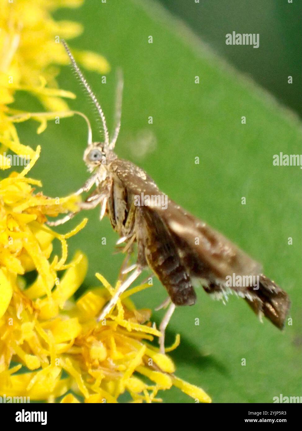 Brennnesselhahn (Anthophila fabriciana) Stockfoto