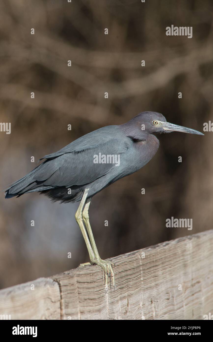 Little Blue Heron im Brazos Bend State Park, Texas Stockfoto