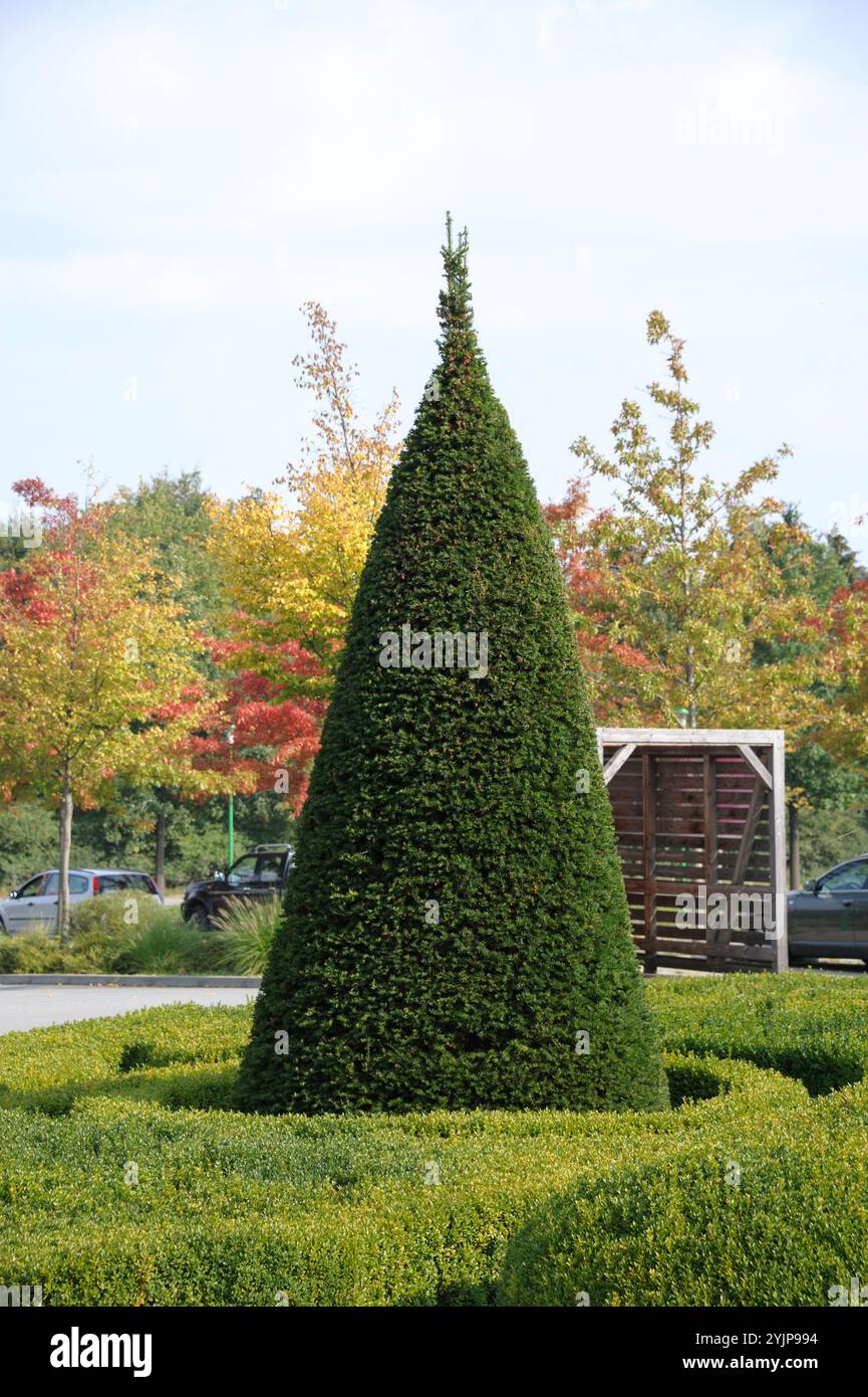 Taxus whipplei Europische Eibe ist nadelbaum Strauch Stockfotografie -  Alamy