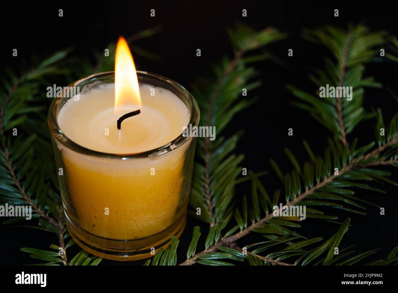 Brennende Kerze im Dunkeln mit grünen Kiefernzweigen darunter, die eine warme, festliche Atmosphäre schaffen. Stockfoto