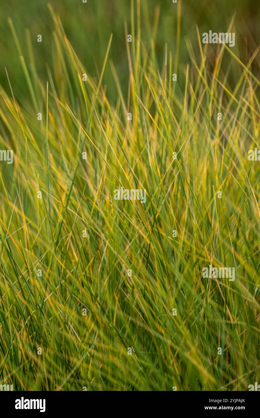 Lange Grashalme, die sich im Wind bewegen. Geringe Schärfentiefe Stockfoto