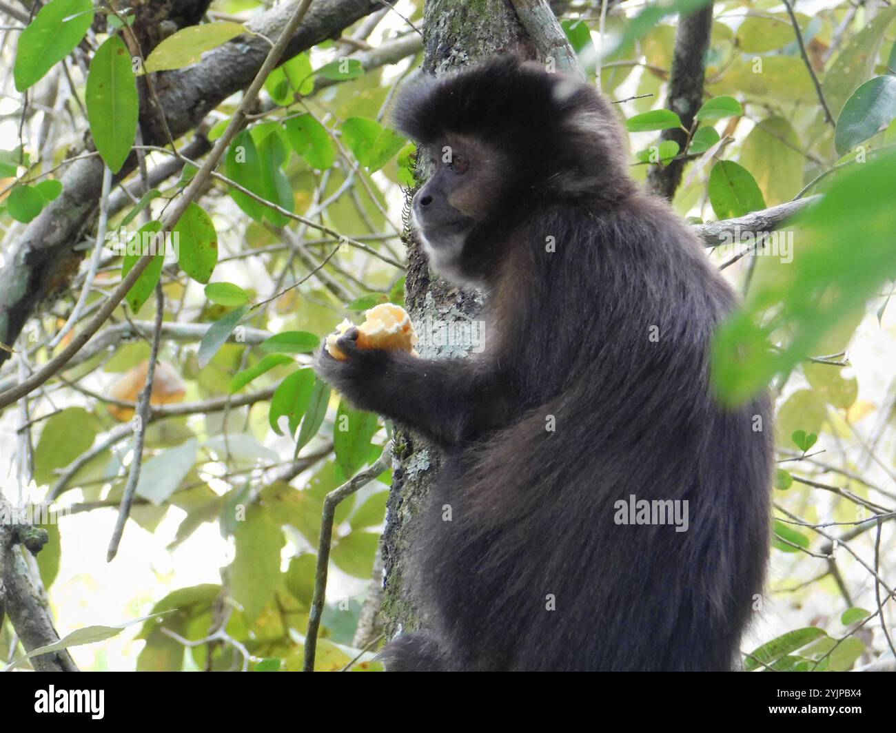 Schwarzer Kapuziner (Sapajus nigritus) Stockfoto