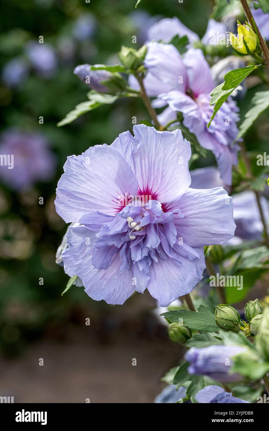 Garten-Eibisch, Hibiscus syriacus BLUE CHIFFON, Garten Hibiscus, Hibiscus syriacus BLUE CHIFFON, Garten Marshmallow Stockfoto