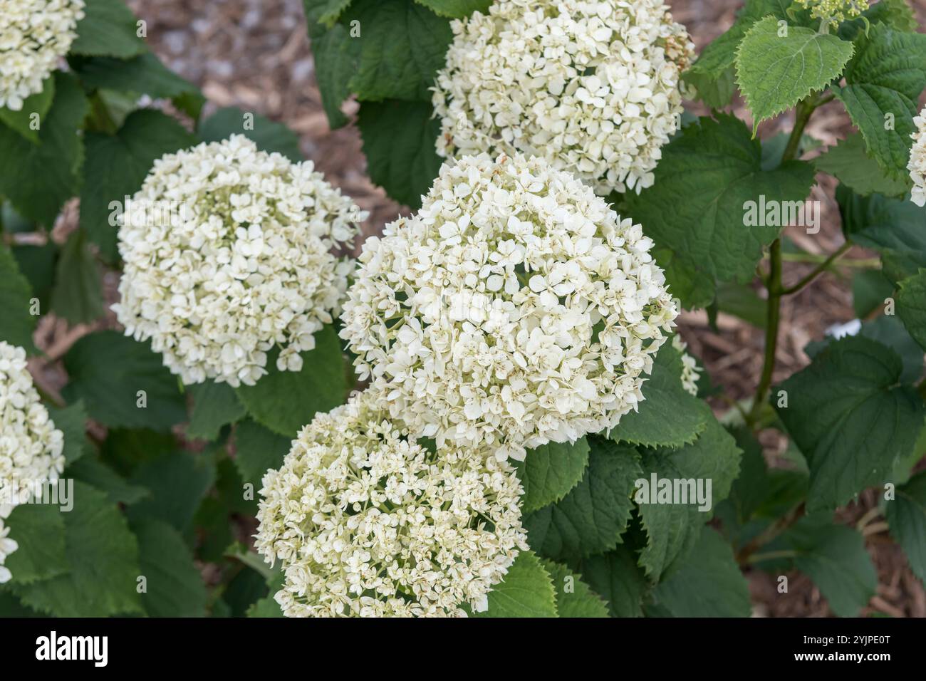 WaldHortensie, Hydrangea arborescens INVINCIBELLE LIMETTA, Hydrangea