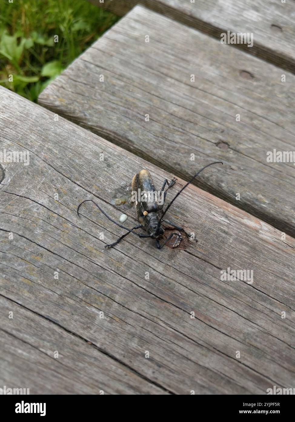 Zimmermann Sägekäfer (Monochamus sartor) Stockfoto