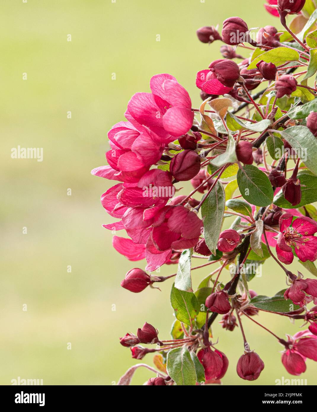 Zier-Apfel, Malus Indian Magic, Ornamental Apfel, Malus Indian Magic Stockfoto