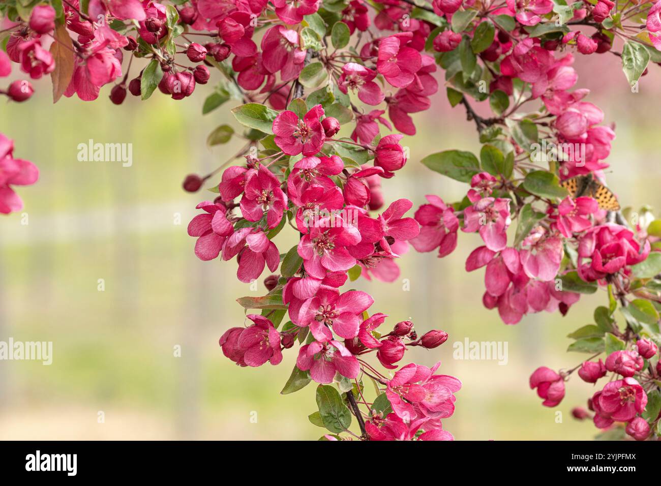 Zier-Apfel, Malus Indian Magic, Ornamental Apfel, Malus Indian Magic Stockfoto