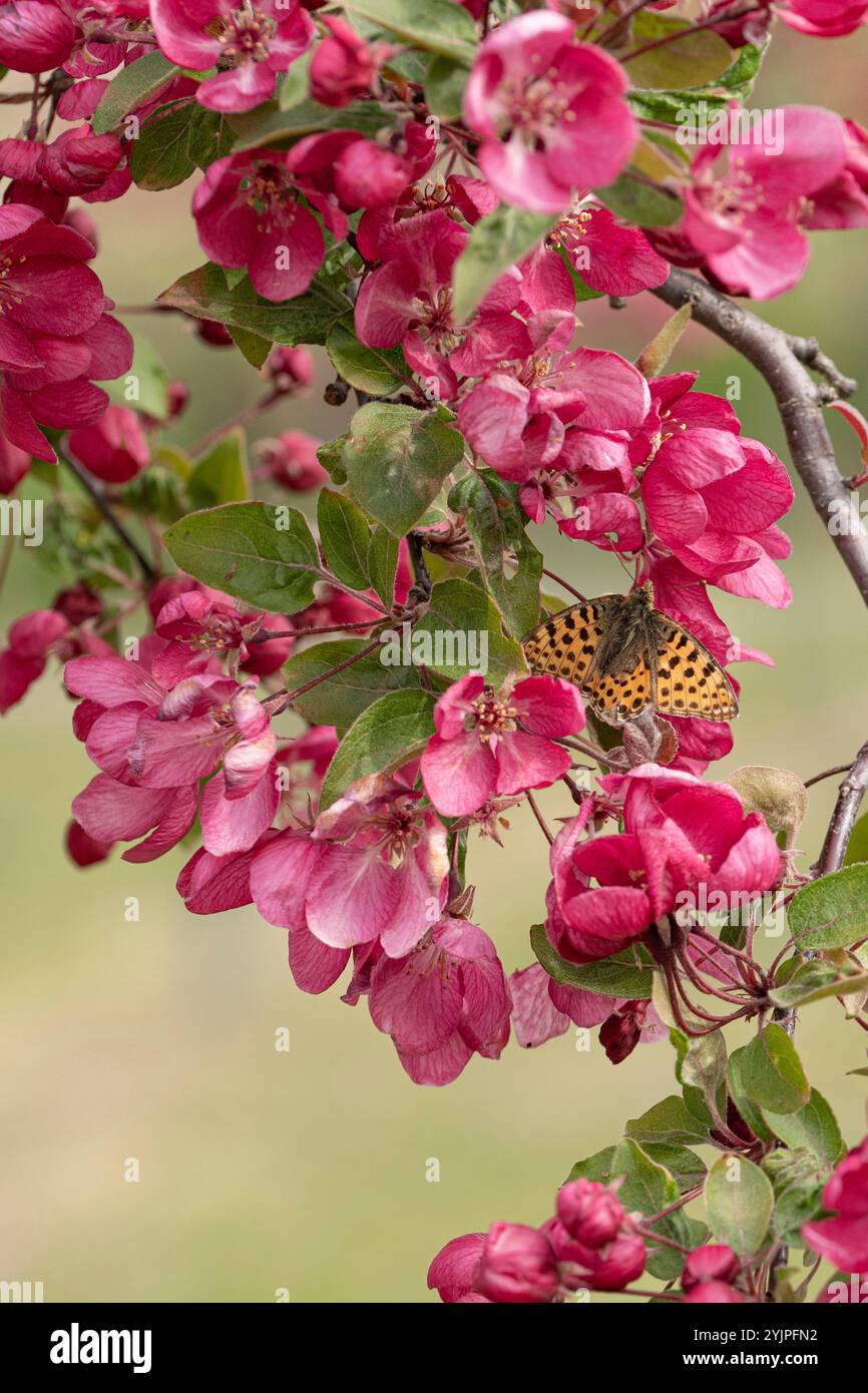 Zier-Apfel, Malus Indian Magic, Ornamental Apfel, Malus Indian Magic Stockfoto