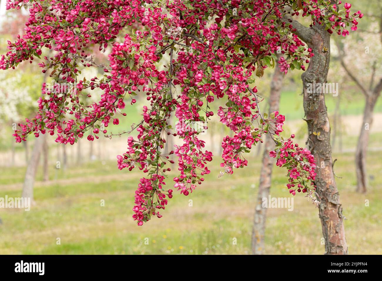 Zier-Apfel, Malus Indian Magic, Ornamental Apfel, Malus Indian Magic Stockfoto