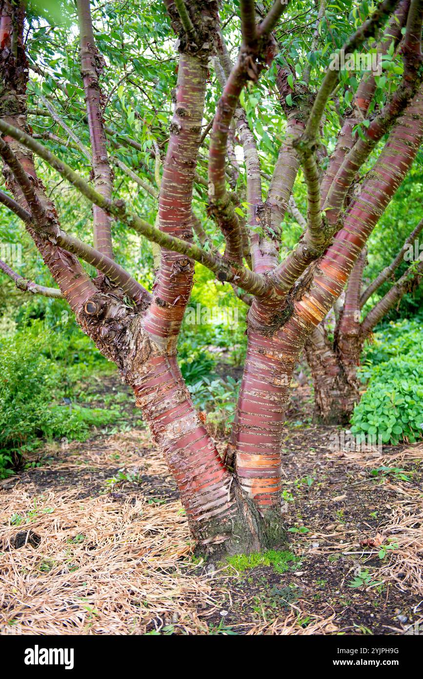 Mahagoni-Kirsche, Prunus serrula, Mahagoni Kirsche, Prunus serrula Stockfoto