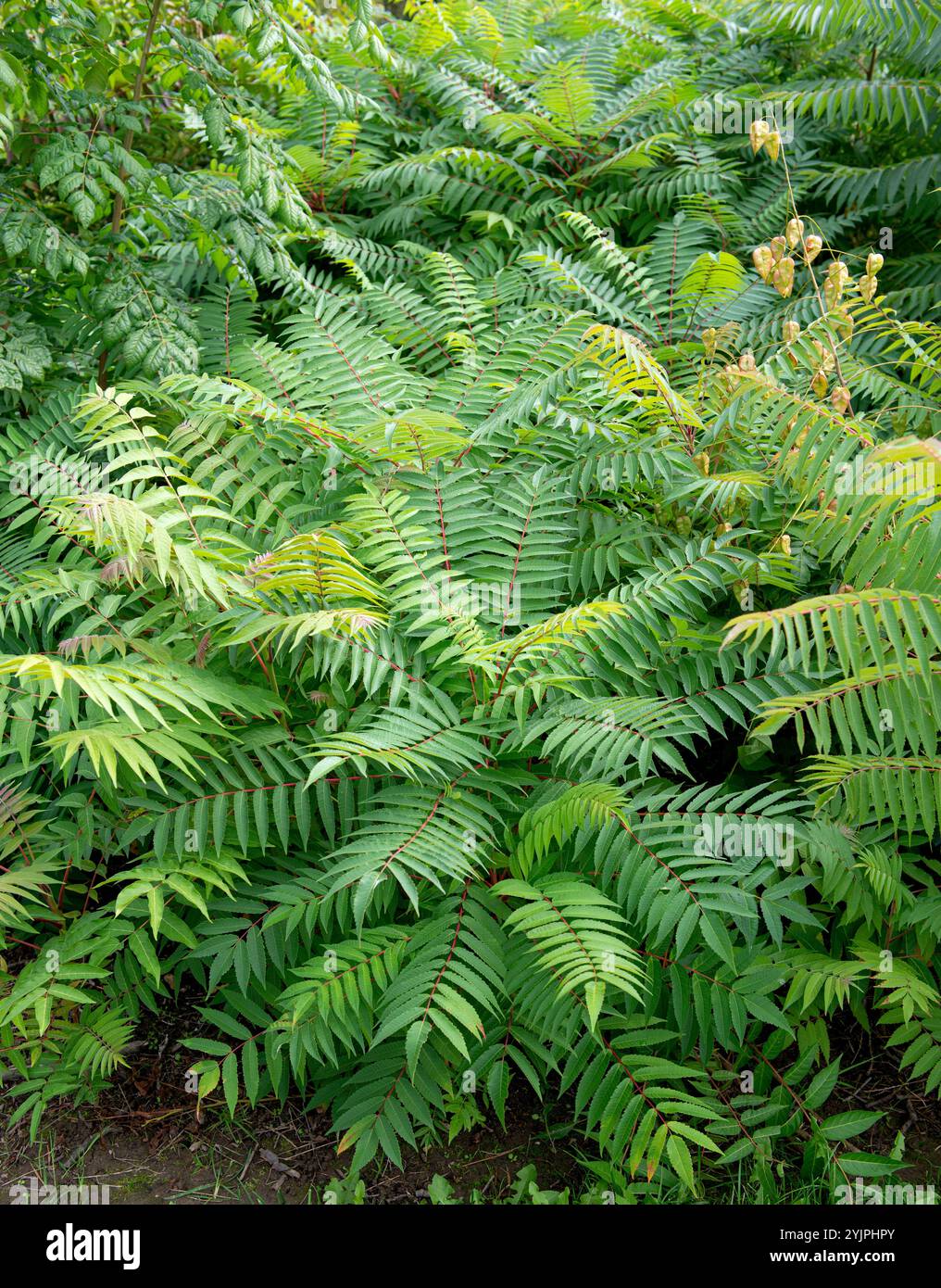 Essigbaum, Rhus typhina, Sumac, Rhus typhina, Essigbaum Stockfoto