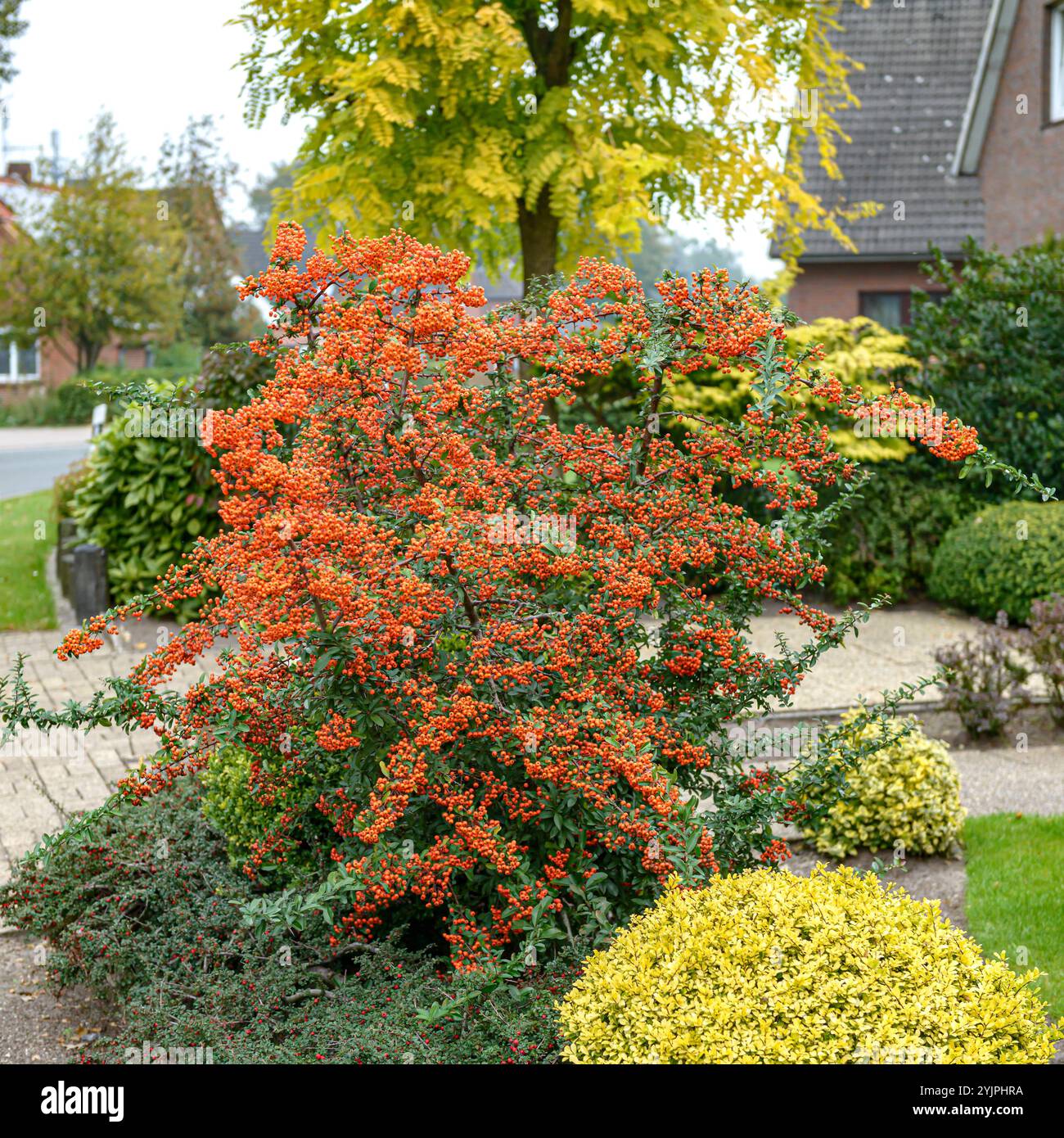 Feuerdorn, Pyramicantha Orange Glow, Firethorn, Pyramicantha Orange Glow Stockfoto
