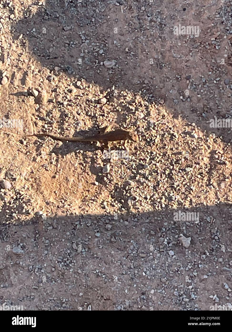 Plateau, seitlich gefleckte Echse (Uta stansburiana uniformis) Stockfoto