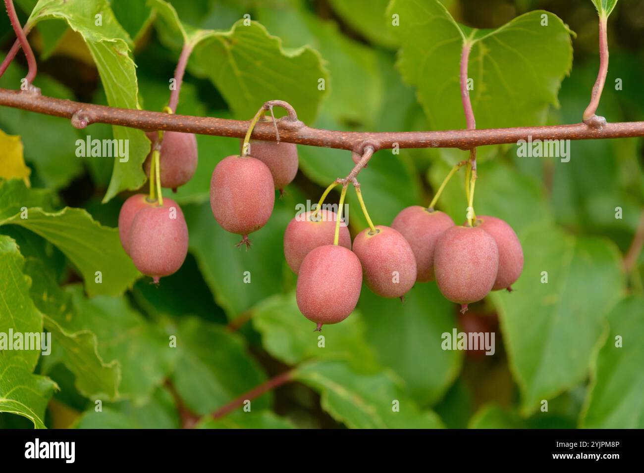 Mini-Kiwi, Actinidia arguta WEIKI, Mini-Kiwi, Actinidia arguta Weiki, Mini-Kiwi, Mini-Kiwi, Actinidia arguta Weiki Stockfoto