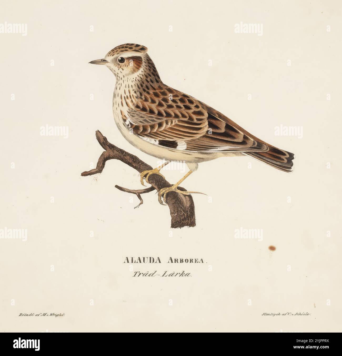 Schjerfbeck, Helene, Werk, Landschaft, nach Camille Corot, 1877-1878, Bleistift auf Papier, Zeichnung, 10,1 cm x 14,5 cm, Helena Sofia Helene Schjerfbeck 1862 – 1946, finnische Malerin der Moderne, bekannt für ihre realistischen Werke, Selbstporträts, Landschaften und Stillleben, finnland Stockfoto