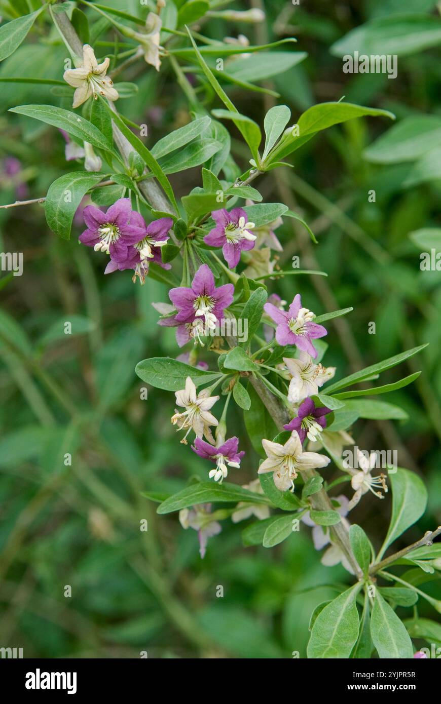 Gemeiner Bocksdorn, Lycium barbarum, Wolfberry, Lycium barbarum, gemeines Langhorn Stockfoto