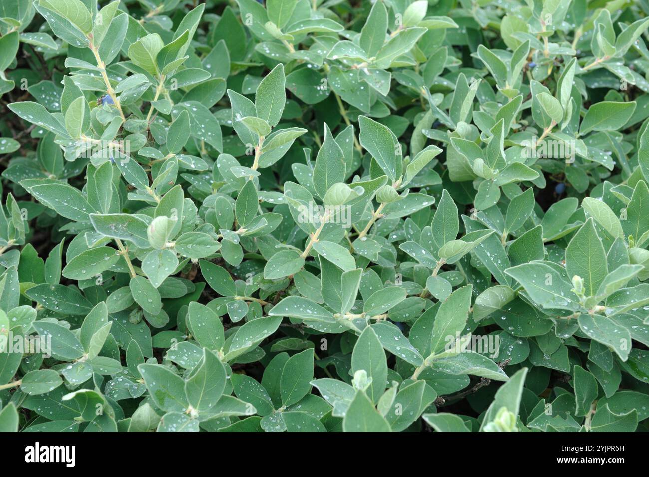 Maibeere, Lonicera caerulea var. Kamtschatica, Maibeere, Lonicera caerulea var. Kamtschatica, Mayberry Stockfoto