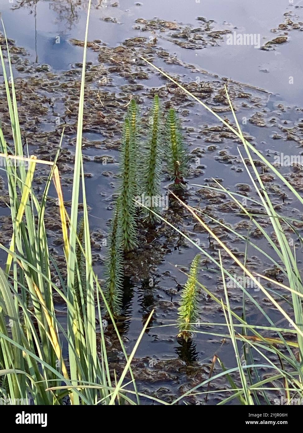 Gemeinsamen Mare Tail (Hippuris Vulgaris) Stockfoto