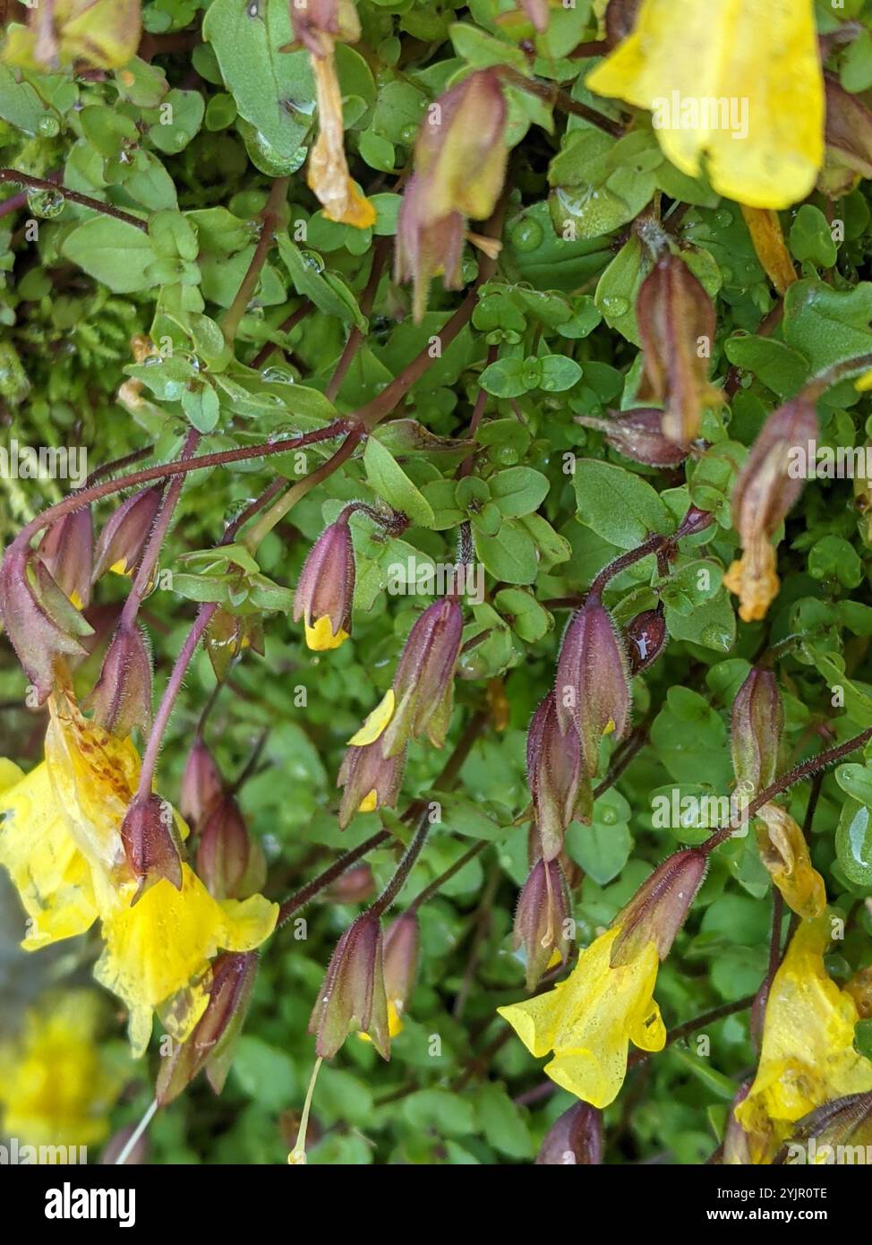 Subalpine Affenblume (Erythranthe caespitosa) Stockfoto