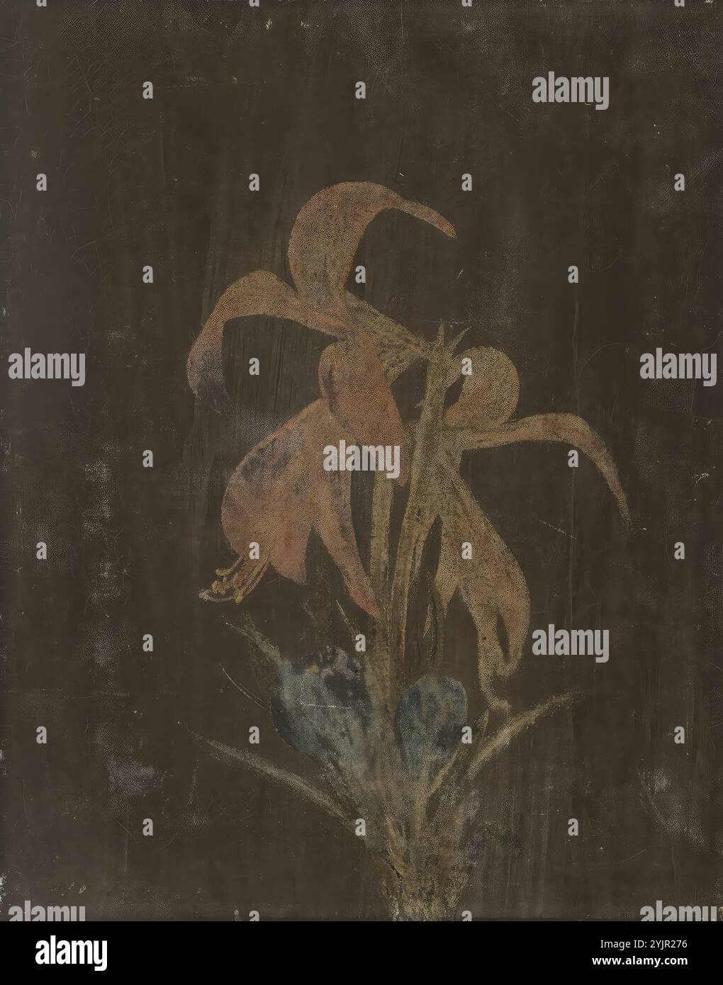 Wright, Magnus von, Lily, 1846, Malerei, Schlüsselwörter: Pflanze, Blume, Lilie, 31 cm x 25 cm Stockfoto