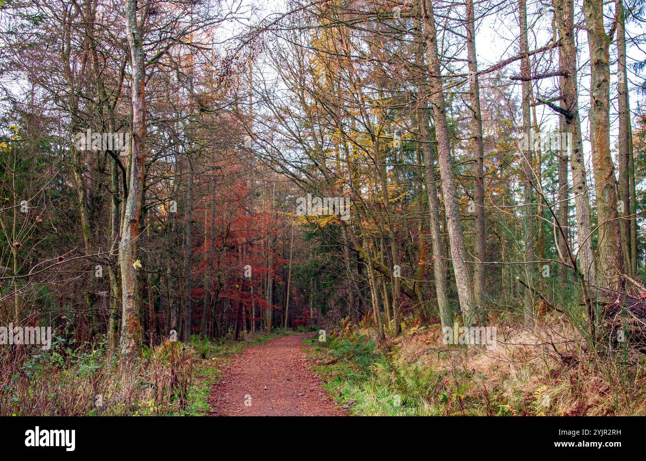 Dundee, Tayside, Schottland, Großbritannien. November 2024. Wetter in Großbritannien: Helles und stürmisches Herbstwetter verstärkt die natürliche Pracht und spektakuläre jahreszeitliche Farben im Dundee Templeton Woods in Schottland. Quelle: Dundee Photographics/Alamy Live News Stockfoto