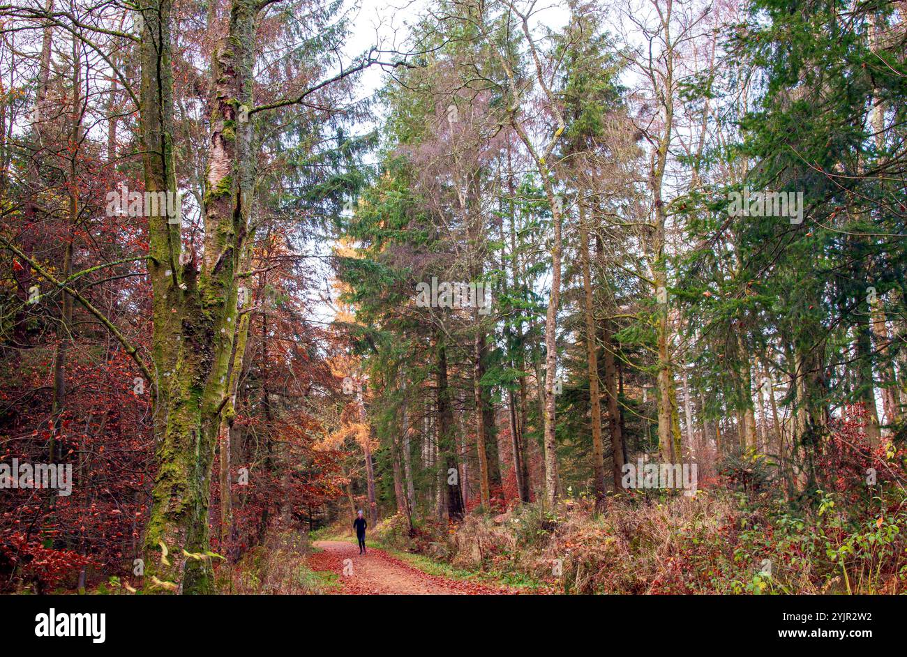 Dundee, Tayside, Schottland, Großbritannien. November 2024. Wetter in Großbritannien: Helles und stürmisches Herbstwetter verstärkt die natürliche Pracht und spektakuläre jahreszeitliche Farben im Dundee Templeton Woods in Schottland. Quelle: Dundee Photographics/Alamy Live News Stockfoto