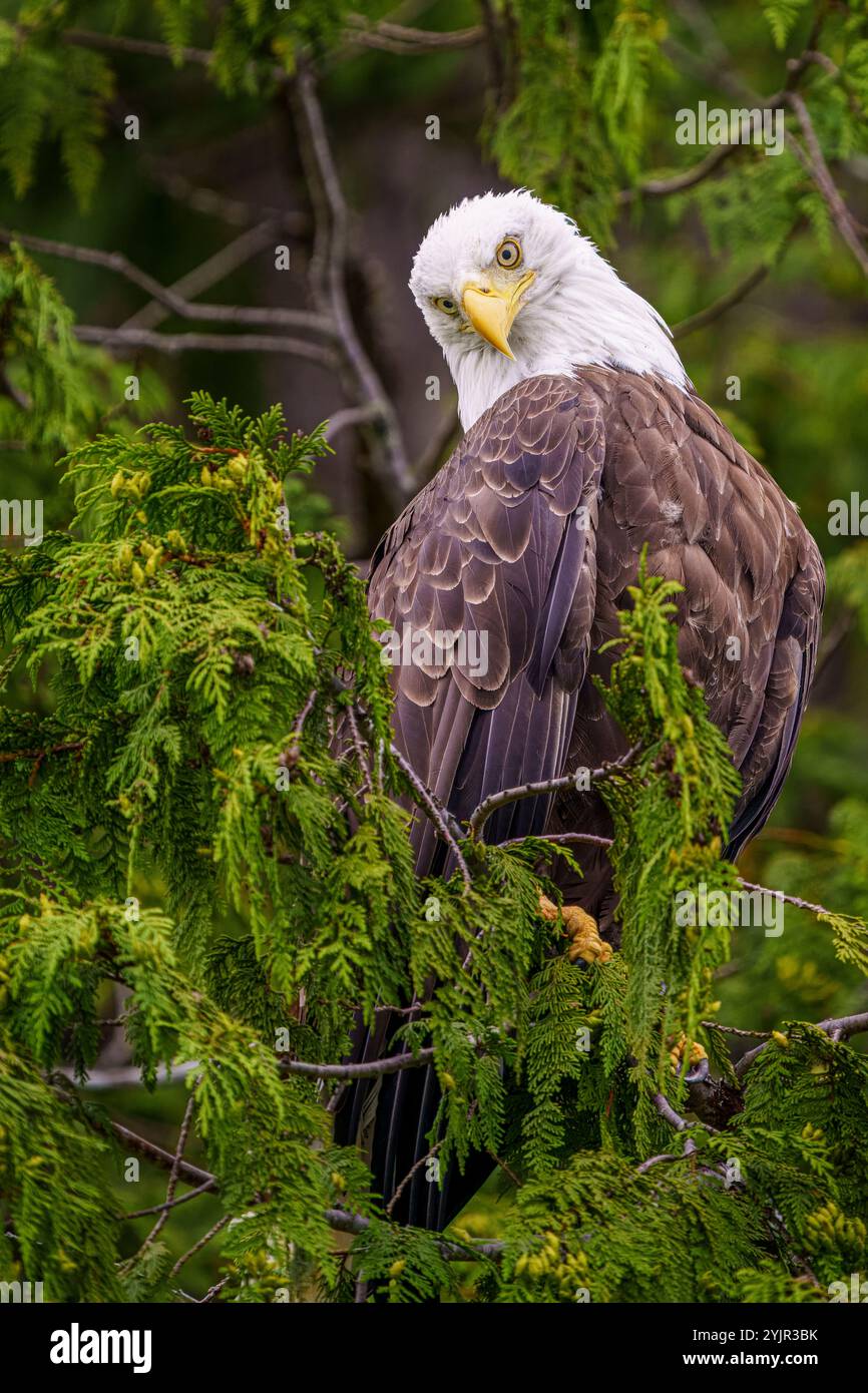Weißkopfadler in Knight Inlet, First Nations Territory, Traditional Territories of the Kwakwaka'wakw People, British Columbia, Kanada.⁠ Stockfoto